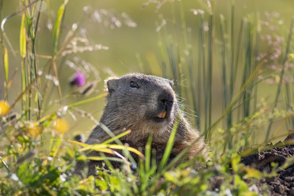 marmotte